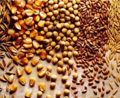 بحران نهاده‌های دامی؛ محصول ناکارآمدی و ساختار معیوب