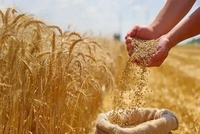 از وعده و شرمندگی دولت تا خوراک دام شدن گندم