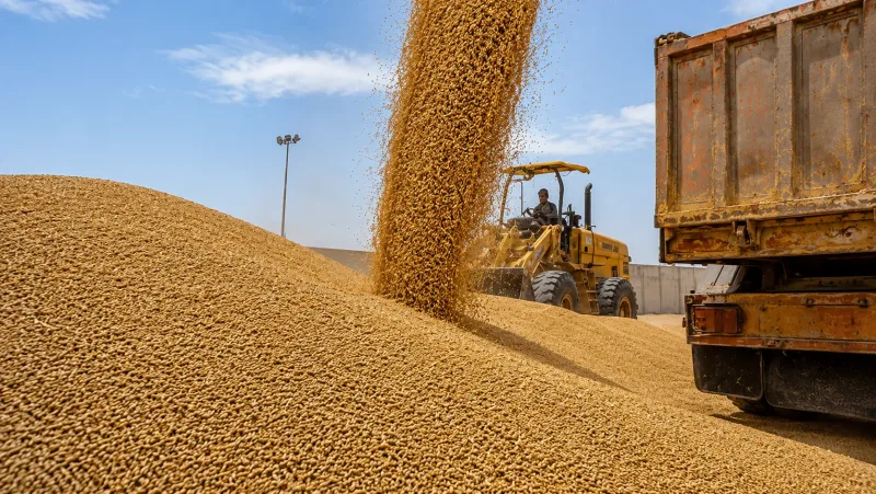 سردرگمی در آمار گندم؛ 14 یا 8.5 میلیون تن خرید؟