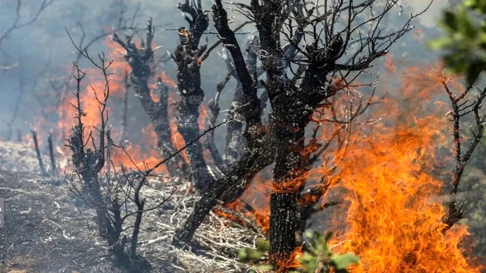 آتشسوزیجنگلها